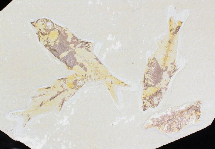 Multiple Knightia Fossil Fish Plate - x #21435